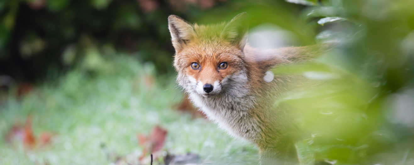 Red fox with orange fur and a white chest standing in green vegetation and looking forward.