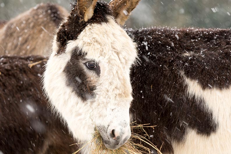 Black and white donkey eating hay outdoors as snow falls.